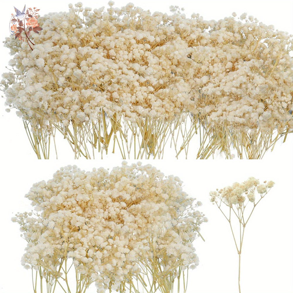 Mini Dried Gypsophila Flower D - Candle Making Los Angeles review and price